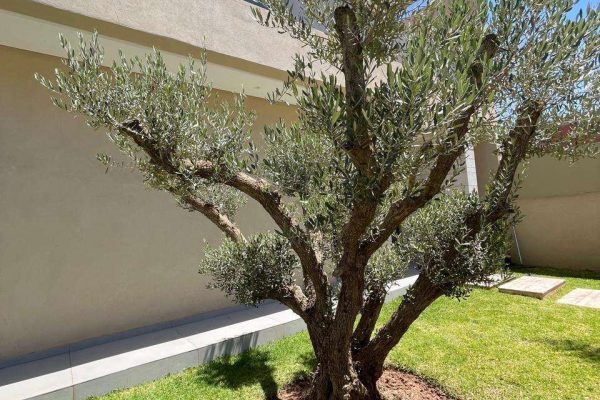 WhatsApp Image 2026-02-10 at 18.52.08 (4)