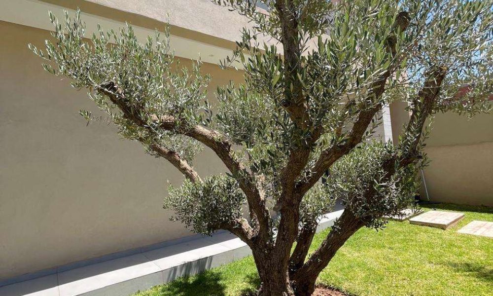 WhatsApp Image 2026-02-10 at 18.52.08 (4)