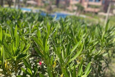 Luxe et Prestige agence immobilière marrakech, vente villa marrakech, vente appartement marrakech, vente riad marrakech, location appartement marrakech, location villa marrakech, villa à vendre marrakech, appartement à vendre marrakech, riad à vendre marrakech